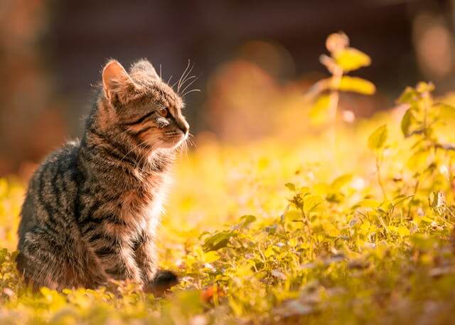 Foot and Mouth Disease (FMD) in Cats: Symptoms, Treatment, and Prevention