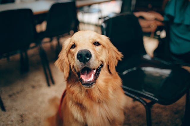 Homeopathic Remedies for Dogs with Mobility Issues and Heavy Breathing